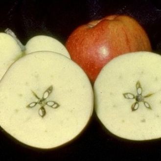 Eve's Apple - Hail Satan